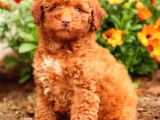 Sağlik Ve Irk Garanti̇li̇ Red Brown Toy Poodle Yavrularimiz