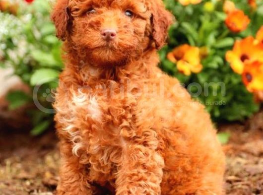 Sağlik Ve Irk Garanti̇li̇ Red Brown Toy Poodle Yavrularimiz görsel