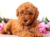 Sağlik Ve Irk Garanti̇li̇ Red Brown Toy Poodle Yavrularimiz