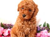 Sağlik Ve Irk Garanti̇li̇ Red Brown Toy Poodle Yavrularimiz