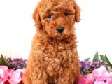 Sağlik Ve Irk Garanti̇li̇ Red Brown Toy Poodle Yavrularimiz