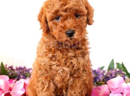 Sağlik Ve Irk Garanti̇li̇ Red Brown Toy Poodle Yavrularimiz görsel