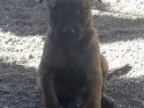 Safkan Belçi̇ka Malinoi̇s Yavrulari