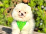 Teddy Face Boo Pomeranian Yavrular