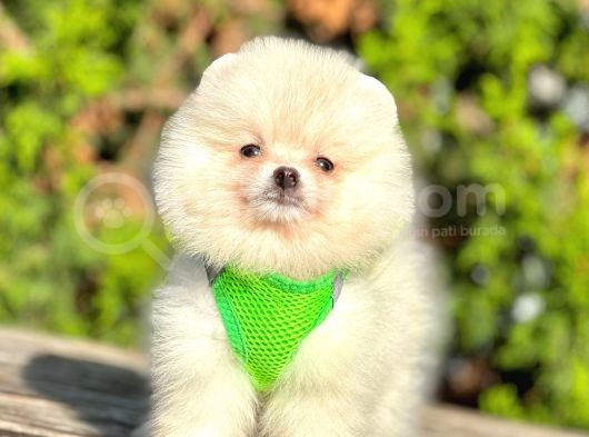 Teddy Face Boo Pomeranian Yavrular görsel
