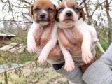 Jack Russel Yavrular