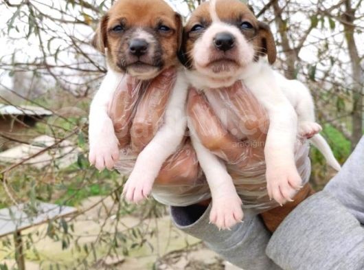Jack Russel Yavrular