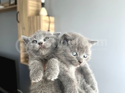 Anne Altindan Aşili Sağlikli Yavrularşş görsel