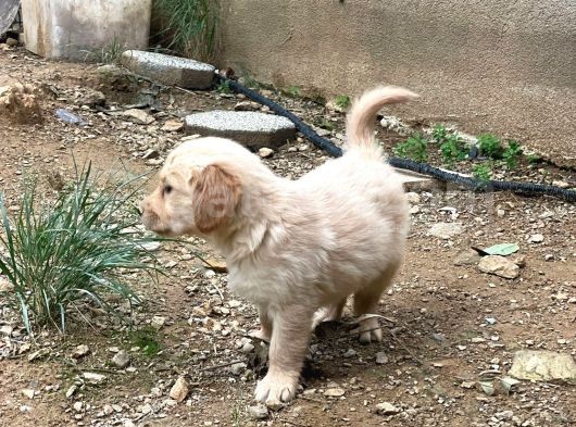 Safkan Golden Retri̇ever görsel