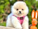 Ayıcık Surat Boo Pomeranian Yavrular