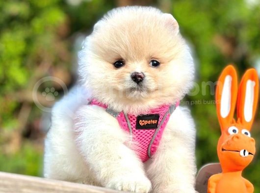 Ayıcık Surat Boo Pomeranian Yavrular