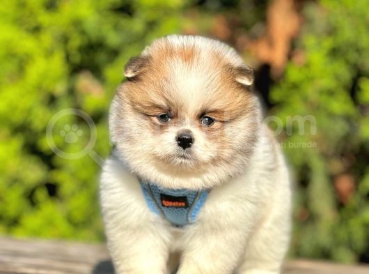 Safkan Teddy Bear Pomeranian Boo Yavrularımız görsel