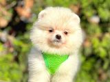 Teddy Face Boo Pomeranian Yavrular