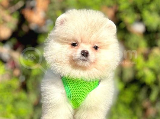 Teddy Face Boo Pomeranian Yavrular görsel