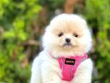 Ayıcık Surat Boo Pomeranian Yavrular