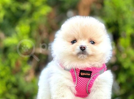 Ayıcık Surat Boo Pomeranian Yavrular görsel