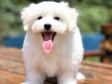 Show Kali̇te Maltese Teri̇er Yavrular