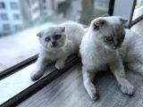 Scr Belgeli̇ Nadi̇r Bulunan Ay 11 33 Bebeği̇mi̇z