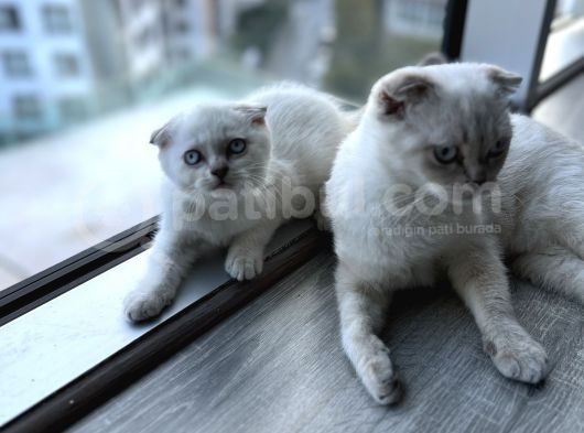 Scr Belgeli̇ Nadi̇r Bulunan Ay 11 33 Bebeği̇mi̇z görsel