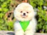 Teddy Face Boo Pomeranian Yavrular