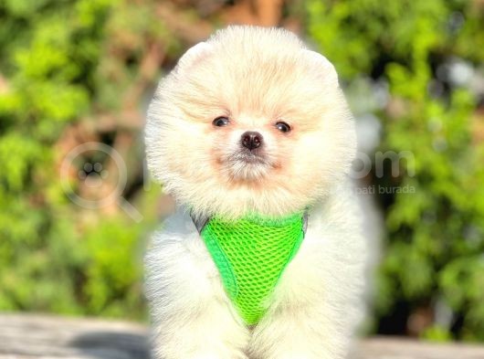 Teddy Face Boo Pomeranian Yavrular görsel