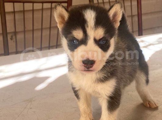 Husky Yavrular