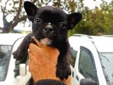 French Bulldog Yavrular