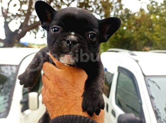 French Bulldog Yavrular