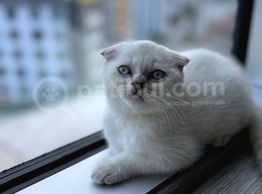 Scr Belgeli̇ Nadi̇r Bulunan Ay 11 33 Bebeği̇mi̇z görsel