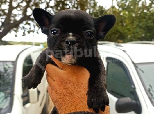 French Bulldog Yavrular görsel