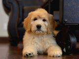 Mini Goldendoodle Bebekler