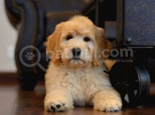 Mini Goldendoodle Bebekler