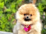 Safkan Teddy Bear Pomeranian Boo Yavrularımız