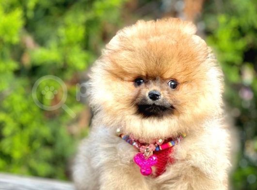 Safkan Teddy Bear Pomeranian Boo Yavrularımız görsel