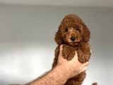 Red Brown Poodle Orji̇nal Koyu Renk