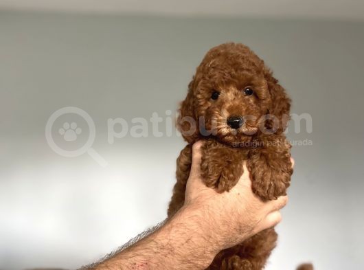 Red Brown Poodle Orji̇nal Koyu Renk görsel