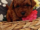 Red Brown Toy Poodle Yavrular
