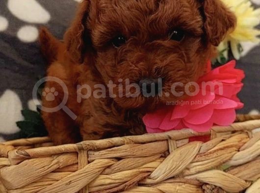 Red Brown Toy Poodle Yavrular