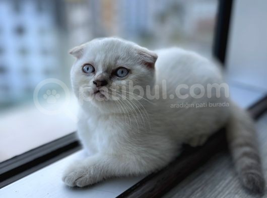 Scr Belgeli̇ Nadi̇r Bulunan Ay 11 33 Bebeği̇mi̇z