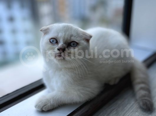 Scr Belgeli̇ Nadi̇r Bulunan Ay 11 33 Bebeği̇mi̇z görsel
