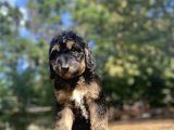 Türki̇yede Tek Black And Tan Doodle Bebekler