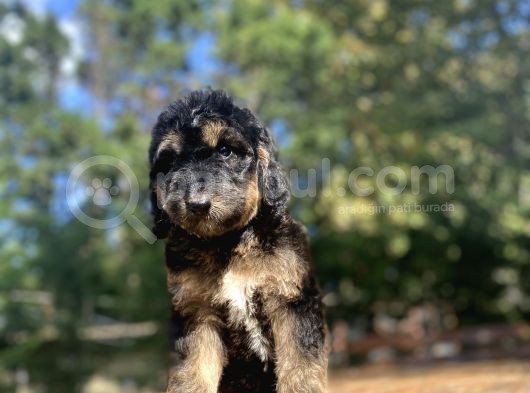 Türki̇yede Tek Black And Tan Doodle Bebekler görsel