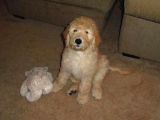 Mini Goldendoodle Bebekler