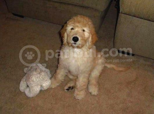Mini Goldendoodle Bebekler görsel