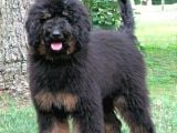 Türki̇yede Tek Black And Tan Doodle Bebekler