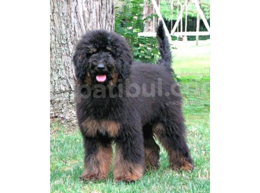 Türki̇yede Tek Black And Tan Doodle Bebekler görsel