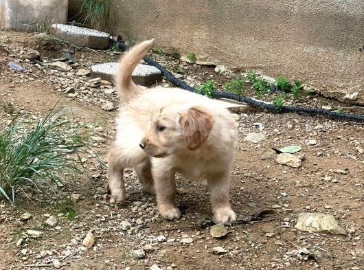 Safkan Golden Retri̇ever görsel