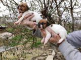 Jack Russel Yavrular