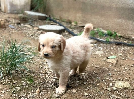 Safkan Golden Retri̇ever görsel