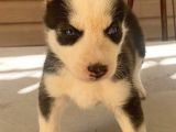 Husky Yavrular